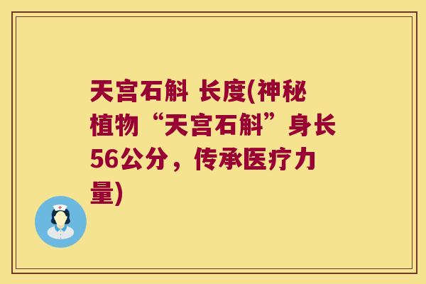 天宫石斛 长度(神秘植物“天宫石斛”身长56公分，传承医疗力量)