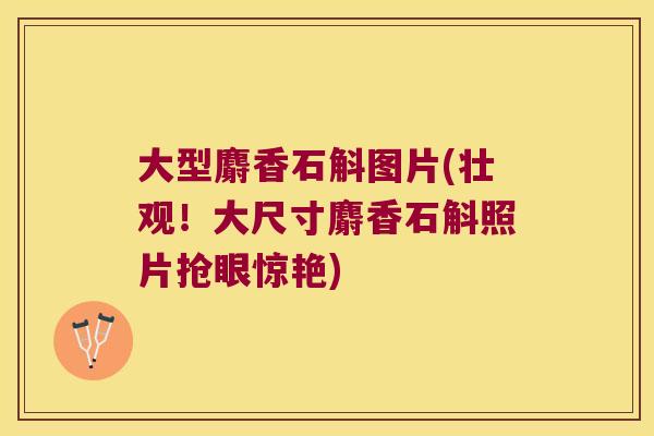 大型麝香石斛图片(壮观！大尺寸麝香石斛照片抢眼惊艳)