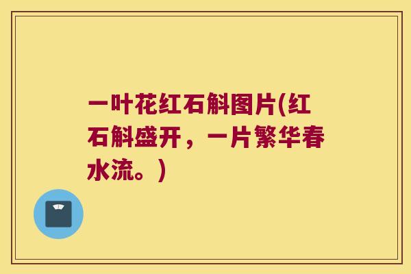 一叶花红石斛图片(红石斛盛开，一片繁华春水流。)