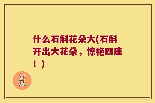 什么石斛花朵大(石斛开出大花朵，惊艳四座！)