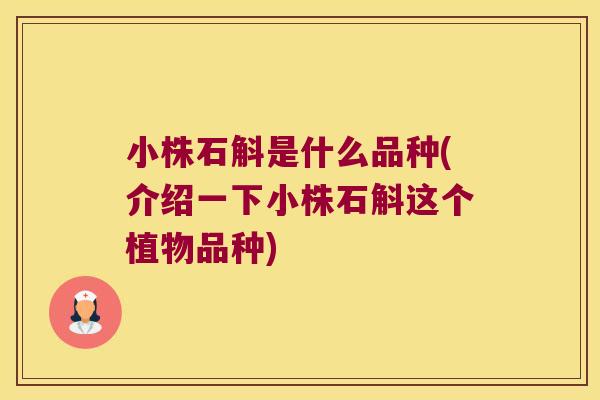 小株石斛是什么品种(介绍一下小株石斛这个植物品种)