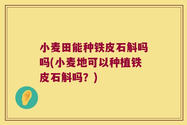 小麦田能种铁皮石斛吗吗(小麦地可以种植铁皮石斛吗？)