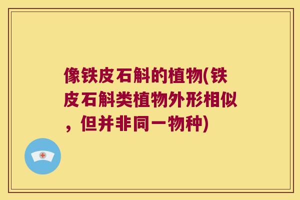 像铁皮石斛的植物(铁皮石斛类植物外形相似，但并非同一物种)