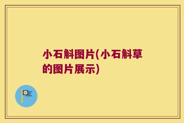 小石斛图片(小石斛草的图片展示)