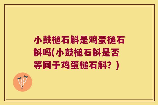 小鼓槌石斛是鸡蛋槌石斛吗(小鼓槌石斛是否等同于鸡蛋槌石斛？)