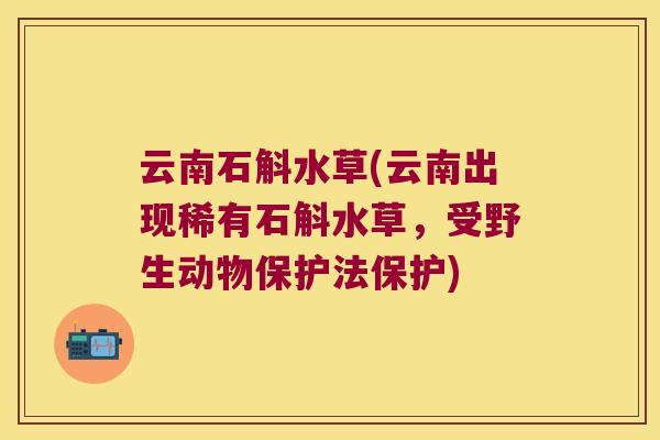 云南石斛水草(云南出现稀有石斛水草，受野生动物保护法保护)
