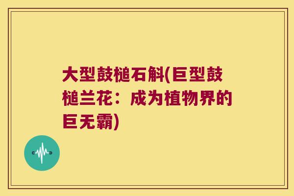 大型鼓槌石斛(巨型鼓槌兰花:成为植物界的巨无霸) 大型鼓槌石斛(巨型鼓槌兰花:成为植物界的巨无霸)