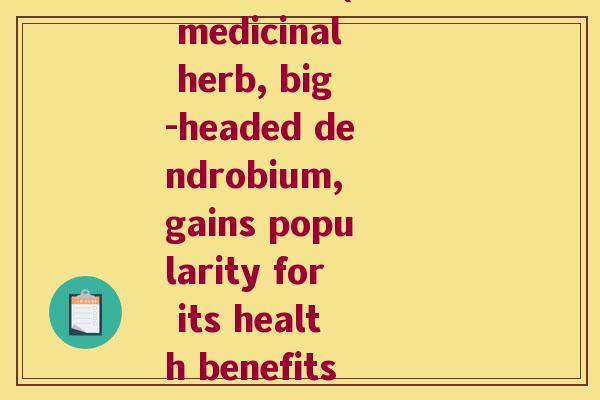 大号鲜石斛(Rare medicinal herb, big-headed dendrobium, gains popularity for its health benefits) 大号鲜石斛(Rare medicinal herb, big-headed dendrobium, gains popularity for its health benefits)