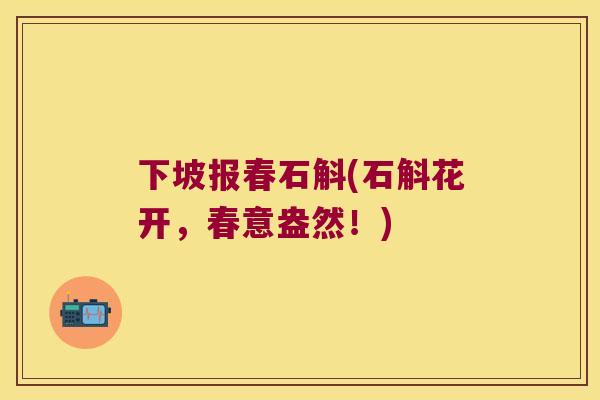 下坡报春石斛(石斛花开，春意盎然！)