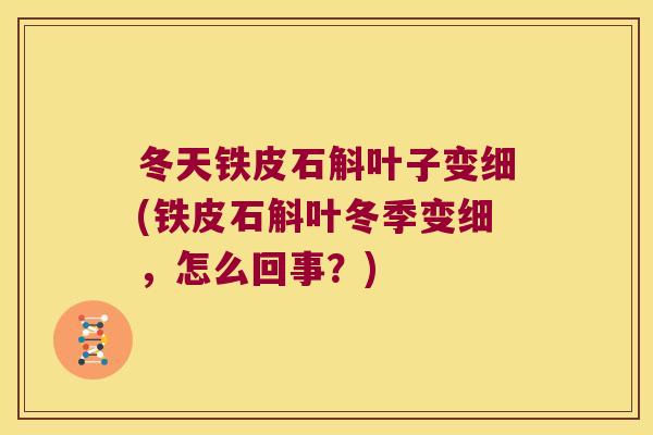 冬天铁皮石斛叶子变细(铁皮石斛叶冬季变细，怎么回事？)