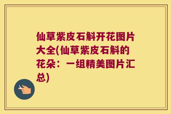 仙草紫皮石斛开花图片大全(仙草紫皮石斛的花朵：一组精美图片汇总)