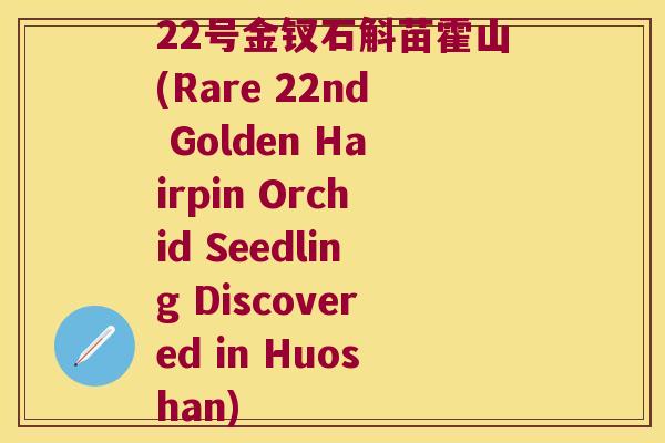 22号金钗石斛苗霍山(Rare 22nd Golden Hairpin Orchid Seedling Discovered in Huoshan)