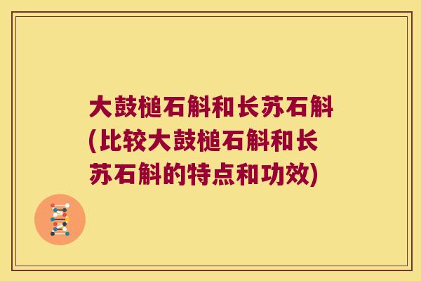 大鼓槌石斛和长苏石斛(比较大鼓槌石斛和长苏石斛的特点和功效)