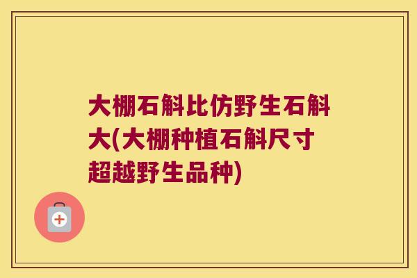 大棚石斛比仿野生石斛大(大棚种植石斛尺寸超越野生品种)