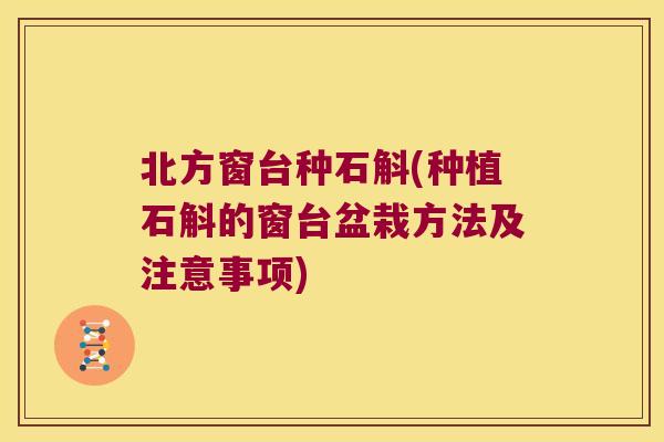 北方窗台种石斛(种植石斛的窗台盆栽方法及注意事项)