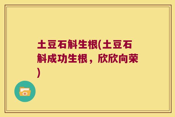 土豆石斛生根(土豆石斛成功生根，欣欣向荣)