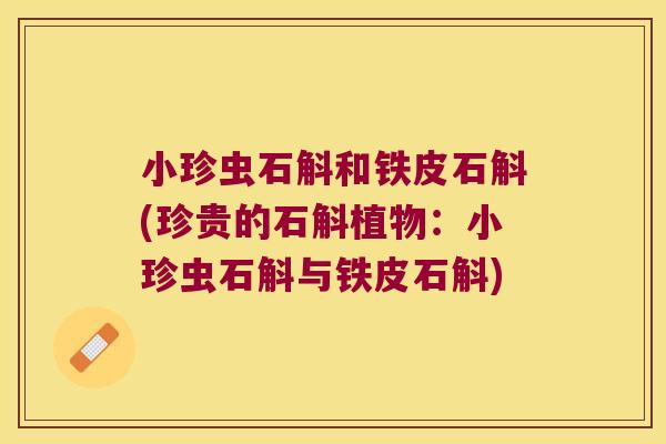 小珍虫石斛和铁皮石斛(珍贵的石斛植物:小珍虫石斛与铁皮石斛) 小珍虫石斛和铁皮石斛(珍贵的石斛植物:小珍虫石斛与铁皮石斛)
