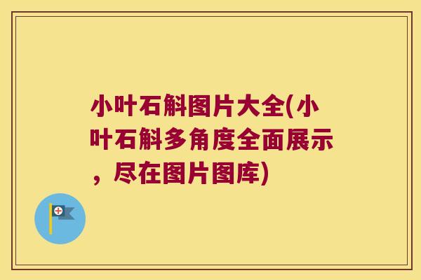 小叶石斛图片大全(小叶石斛多角度全面展示,尽在图片图库) 小叶石斛图片大全(小叶石斛多角度全面展示,尽在图片图库)