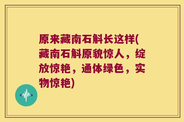 原来藏南石斛长这样(藏南石斛原貌惊人，绽放惊艳，通体绿色，实物惊艳)