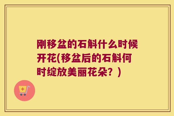 刚移盆的石斛什么时候开花(移盆后的石斛何时绽放美丽花朵?) 刚移盆的石斛什么时候开花(移盆后的石斛何时绽放美丽花朵?)