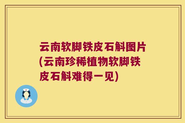 云南软脚铁皮石斛图片(云南珍稀植物软脚铁皮石斛难得一见)