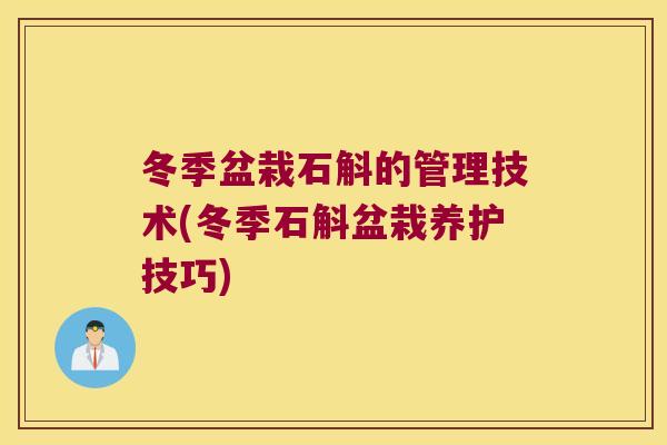 冬季盆栽石斛的管理技术(冬季石斛盆栽养护技巧)