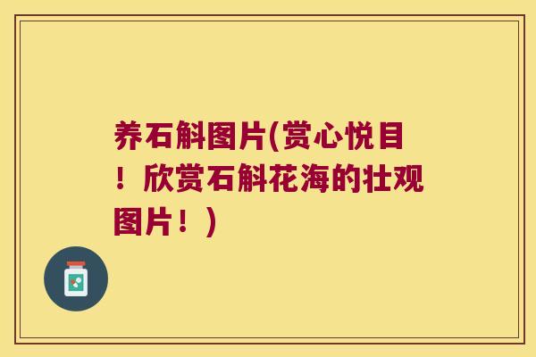 养石斛图片(赏心悦目！欣赏石斛花海的壮观图片！)