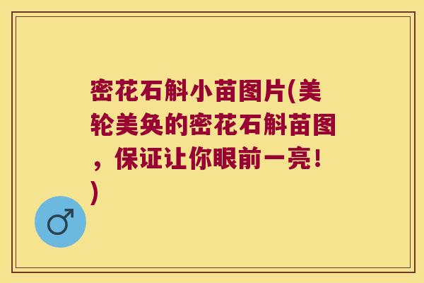 密花石斛小苗图片(美轮美奂的密花石斛苗图，保证让你眼前一亮！)