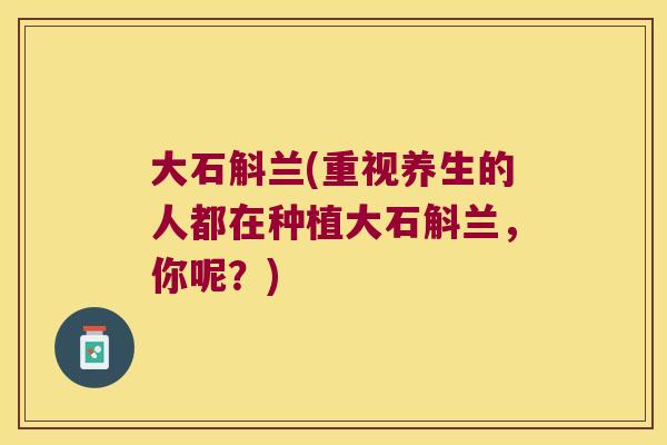 大石斛兰(重视养生的人都在种植大石斛兰，你呢？)