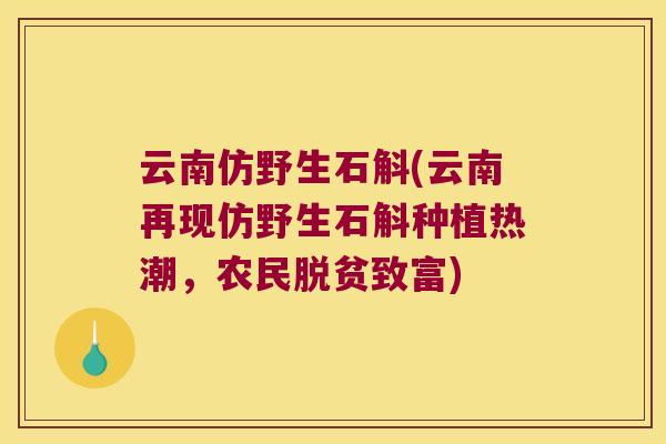 云南仿野生石斛(云南再现仿野生石斛种植热潮，农民脱贫致富)