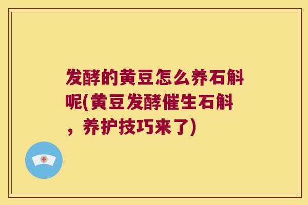 发酵的黄豆怎么养石斛呢(黄豆发酵催生石斛，养护技巧来了)