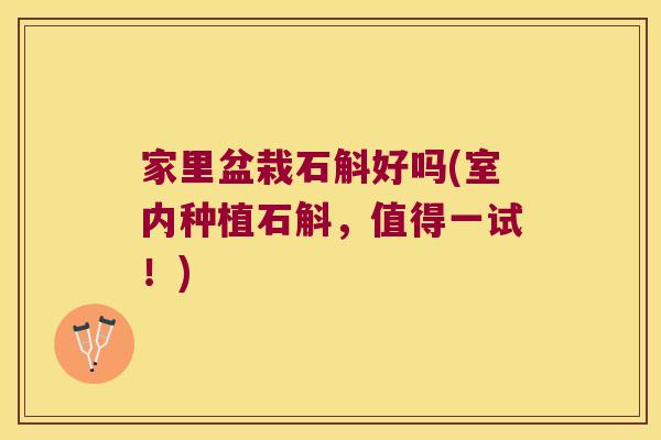 家里盆栽石斛好吗(室内种植石斛，值得一试！)