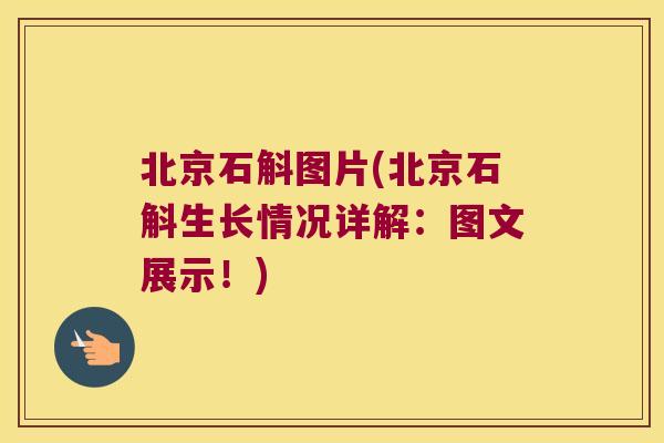 北京石斛图片(北京石斛生长情况详解:图文展示!) 北京石斛图片(北京石斛生长情况详解:图文展示!)