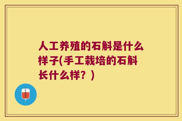 人工养殖的石斛是什么样子(手工栽培的石斛长什么样？)
