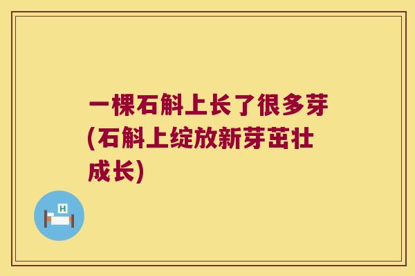 一棵石斛上长了很多芽(石斛上绽放新芽茁壮成长)