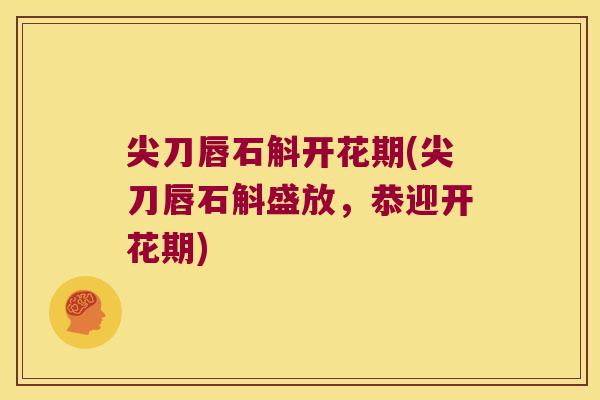 尖刀唇石斛开花期(尖刀唇石斛盛放，恭迎开花期)