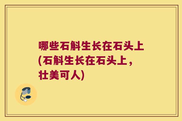 哪些石斛生长在石头上(石斛生长在石头上，壮美可人)