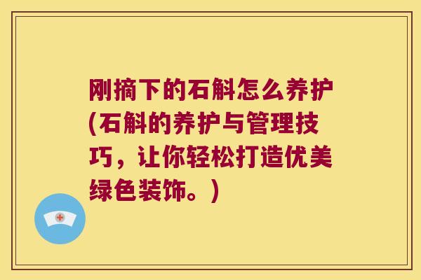 刚摘下的石斛怎么养护(石斛的养护与管理技巧，让你轻松打造优美绿色装饰。)