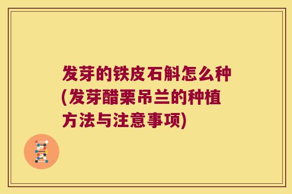 发芽的铁皮石斛怎么种(发芽醋栗吊兰的种植方法与注意事项)