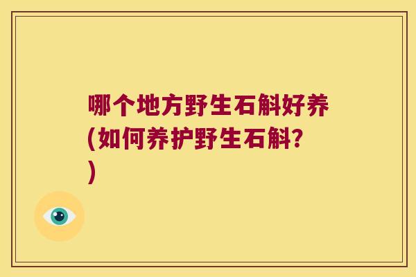 哪个地方野生石斛好养(如何养护野生石斛？)