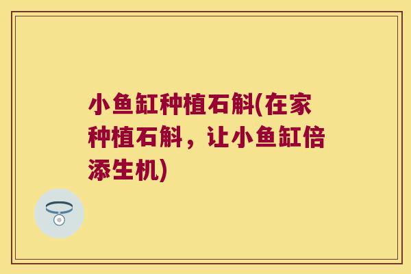 小鱼缸种植石斛(在家种植石斛，让小鱼缸倍添生机)