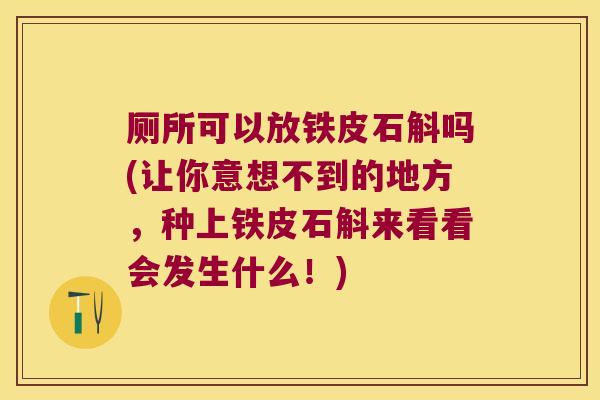 厕所可以放铁皮石斛吗(让你意想不到的地方，种上铁皮石斛来看看会发生什么！)