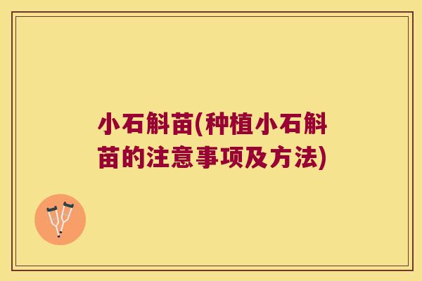小石斛苗(种植小石斛苗的注意事项及方法)