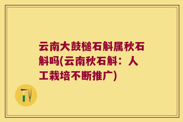 云南大鼓槌石斛属秋石斛吗(云南秋石斛：人工栽培不断推广)