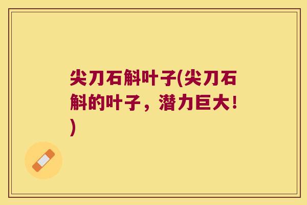 尖刀石斛叶子(尖刀石斛的叶子，潜力巨大！)