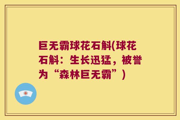 巨无霸球花石斛(球花石斛：生长迅猛，被誉为“森林巨无霸”)
