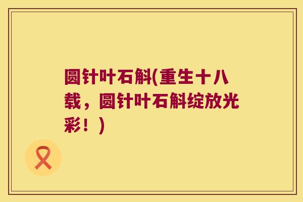 圆针叶石斛(重生十八载,圆针叶石斛绽放光彩!) 圆针叶石斛(重生十八载,圆针叶石斛绽放光彩!)