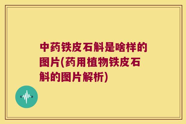 铁皮石斛是啥样的图片(药用植物铁皮石斛的图片解析)