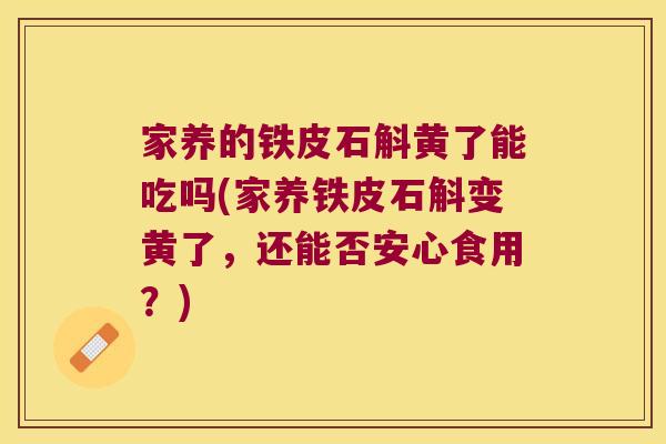 家养的铁皮石斛黄了能吃吗(家养铁皮石斛变黄了，还能否安心食用？)