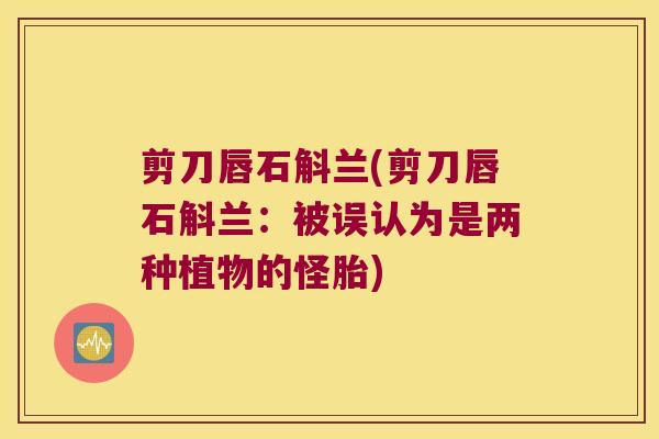剪刀唇石斛兰(剪刀唇石斛兰：被误认为是两种植物的怪胎)